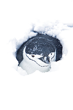 Chinstrap penguin (Pygoscelis antarctica) buried in snow at breeding colony in a snowstorm on Half Moon Island near Livingston Island in the South Shetland Islands, Antarctica