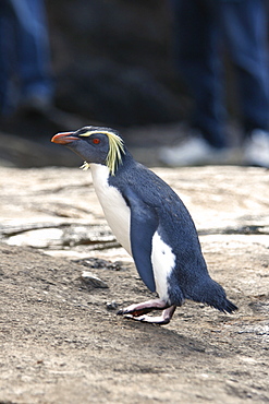 Adult rockhopper penguin (Eudyptes chrysocome moseleyi) on Nightingale Island in the Tristan da Cunha Island Group, South Atlantic Ocean