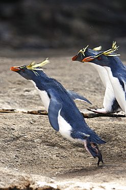 Adult rockhopper penguins (Eudyptes chrysocome moseleyi) "hopping" on Nightingale Island in the Tristan da Cunha Island Group, South Atlantic Ocean