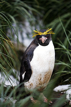 Adult Macaroni penguin (Eudyptes chrysolophus) in tussock grass on South Georgia Island, southern Atlantic Ocean.