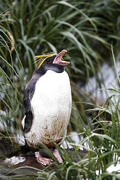 Adult Macaroni penguin (Eudyptes chrysolophus) in tussock grass on South Georgia Island, southern Atlantic Ocean.