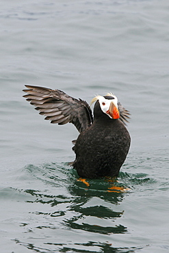 Adult Tufted Puffin (Fratercula cirrhata) near nesting site on South Marble Island in Glacier Bay National Park, Southeast Alaska, USA. Pacific Ocean.