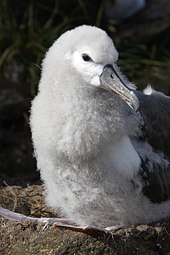 Black-browed albatross (Thalassarche melanophrys) downy chick at Devil's Nose on New Island in the Falkland Island Group, Falklands.