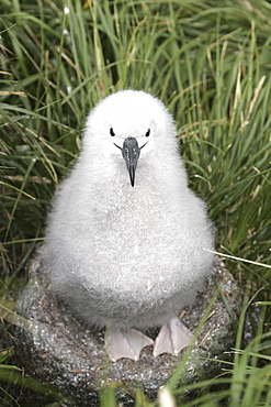 Grey-headed Albatross (Thalassarche chrysostoma) chick on nesting grounds in Elsehul Bay, South Georgia Island.