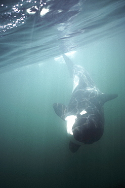 Orca, Orcinus orca, underwater, San Juan Islands, Washington
