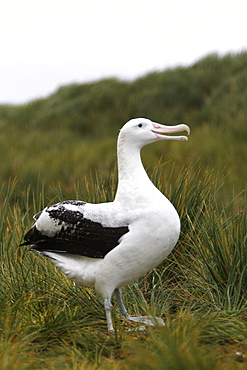 Adult wandering albatross (Diomedea exulans) exhibiting courtship behavior on Prion Island, Southern Atlantic Ocean