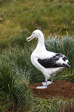 Adult wandering albatross (Diomedea exulans) exhibiting courtship behavior on Prion Island, Southern Atlantic Ocean