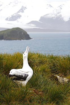 Adult wandering albatross (Diomedea exulans) exhibiting courtship behavior on Prion Island, Southern Atlantic Ocean