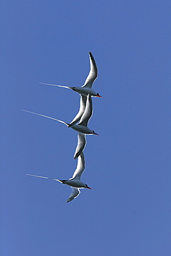 Three Red-billed Tropicbird (Phaethon aethereus) in flight during mating season over Isla San Pedro Martir in the Gulf of California (Sea of Cortez), Mexico.