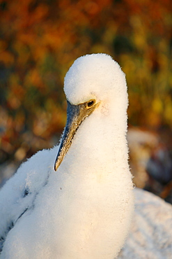 Blue-footed booby (Sula nebouxii) chick in the Galapagos Island Group, Ecuador. The Galapagos are a nest and breeding area for blue-footed boobies.