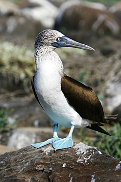 Blue-footed booby (Sula nebouxii) in the Galapagos Island Group, Ecuador. The Galapagos are a nest and breeding area for blue-footed boobies.