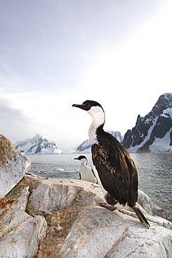 Adult Antarctic Shag (Phalacrocorax (atriceps) bransfieldensis) on Petermann Island near the Antarctic Peninsula