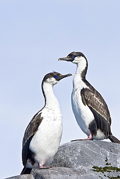 Antarctic Shag (Phalacrocorax (atriceps) bransfieldensis) on breeding colony on Petermann Island on the west side of the Antarctic Peninsula