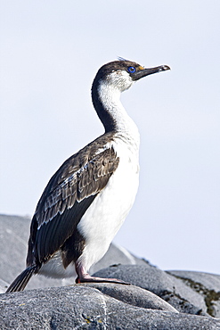 Antarctic Shag (Phalacrocorax (atriceps) bransfieldensis) on breeding colony on Petermann Island on the west side of the Antarctic Peninsula