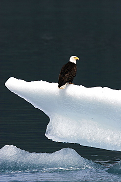 Adult Bald Eagle (Haliaeetus leucocephalus) landing on calved ice from Sawyer Glacier in Southeast Alaska, USA.