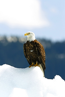 Adult bald eagle (Haliaeetus leucocephalus) on iceberg calved from the LeConte Glacier just outside of Petersburg, Southeast Alaska