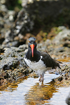 American oystercatcher (Haematopus ostralegus) along the shoreline on Bartolome Island in the Galapagos Island Group, Ecuador. Pacific Ocean.