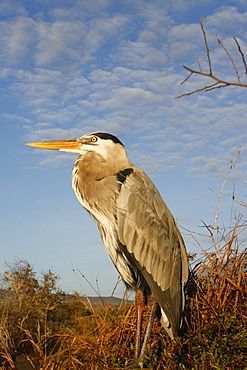 Adult great blue heron (Ardea herodias) at Puerto Egas on Santiago Island in the Galapagos Island Group, Ecuador. Pacific Ocean.