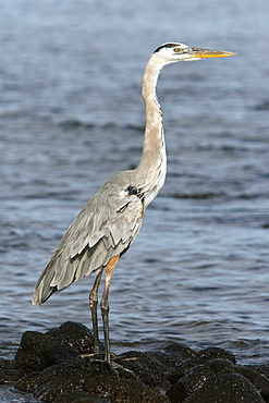 Adult great blue heron (Ardea herodias) stalking prey along the shoreline at Puerto Egas on Santiago Island in the Galapagos Island Group, Ecuador. Pacific Ocean.