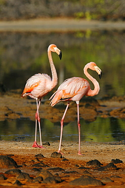 Greater flamingo (Phoenicopterus ruber) foraging for small pink shrimp (Artemia salina) in saltwater lagoons in the Galapagos Island Group, Ecuador. Pacific Ocean.