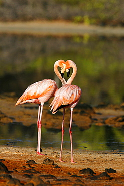 Greater flamingo (Phoenicopterus ruber) foraging for small pink shrimp (Artemia salina) in saltwater lagoons in the Galapagos Island Group, Ecuador. Pacific Ocean.   (RR)