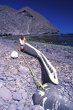 CT measures (9'8") the lower right mandible (jawbone) of an adult bull Sperm Whale (Physeter macrocephalus) in the mid-riff region of the Gulf of California (Sea of Cortez), Mexico. Model released.