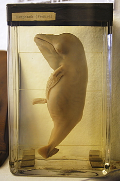 Whaling museum (showing female humpback whale fetus taken from dead mother) at the Grytviken Whaling Station on South Georgia Island, Southern Atlantica Ocean