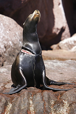 Young California Sea Lion (Zalophus californianus) with monofilament fishing line caught around its neck, Los Islotes in the Gulf of California (Sea of Cortez), Mexico.