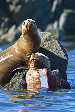 Northern (Steller) sea lion (Eumetopias jubatus) colony on sail rock in Frederick Sound, southeastern Alaska