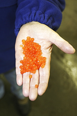 Salmon processing in Petersburg, Southeast Alaska at the Norquest fish processing plant. Here Japanese and American workers are cleaning and sorting salmon roe (fish eggs) for Asian consumption.