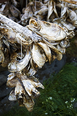 Cod fish heads drying in the small fishing town of ò in the Lofoton Island Group, Norway. This town has the shortest name of any town in the world!