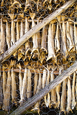 Cod fish cleaned and drying out in the small fishing town of ò in the Lofoton Island Group, Norway. This town has the shortest name of any town in the world!