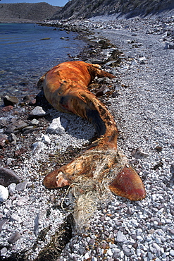 Gray Whale Calf, Eschrichtius robustus, dead with fishing net around flukes, Isla Tiburon, Sonora, Mexico
