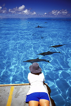 Hawaiian Spinner Dolphin (Stenella longirostris) pod with researcher inside Midway Atoll, NW Hawaiian Islands, USA. Pacific Ocean.