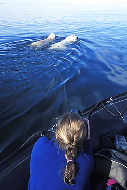 Two adult male Polar Bears (Ursus maritimus) swimming in open water in Hudson Bay to avoid the summer heat and insects near boat outside Churchill, Manitoba, Canada.