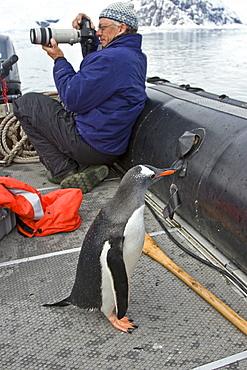 Adult gentoo penguin (Pygoscelis papua) leaping into the Zodiac, much to the surprise of a Lindblad staff member, in Neko Harbour in Andvord Bay, Antarctica