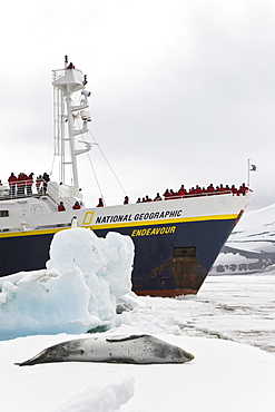 An adult leopard seal (Hydrurga leptonyx) hauled out among the ice floes at Port Arthur, Deception Island, South Shetland Islands, Antarctica