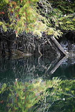 Rocky shoreline with forest reflected in the calm waters of Reid Passage in British Columbia, Canada.