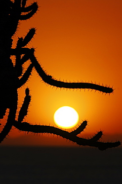 Sunrise through cholla cactus on Isla San Esteban in the Gulf of California (Sea of Cortez), Mexico.