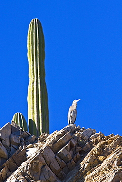 Adult Great Blue Heron (Andea herodias) standing near a cardon cactus on Isla Catalina in teh Gulf of California (Sea of Cortez), Baja California Sur, Mexico.