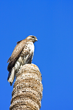 A juvenile red-tailed hawk (Buteo jamaicensis) on a perch near San Jose del Cabo, Baja California Sur, Mexico.