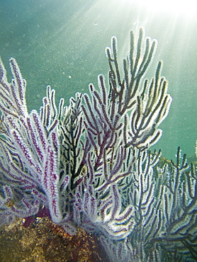 Underwater scenes from the lower Gulf of California (Sea of Cortez), Baja California Sur, Mexico. Shown here is a purple gorgonian sea fan.