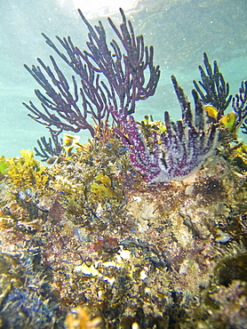 Underwater scenes from the lower Gulf of California (Sea of Cortez), Baja California Sur, Mexico. Shown here is a purple gorgonian sea fan.