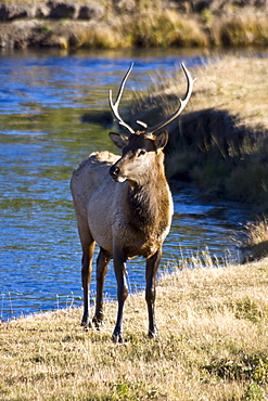 Adult bull elk (Cervus elaphus) crossing the Madison River in Yellowstone National Park, Wyoming, USA. 