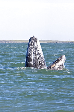 California Gray Whale mother (Eschrichtius robustus) spy-hopping with her calf, Magdalena Bay, Baja Peninsula, Baja California Sur, Mexico