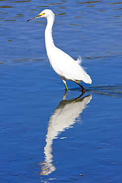 Adult snowy egret (Egretta thula) near San Jose del Cabo in the Gulf of California (Sea of Cortez), Baja California Sur, Mexico.