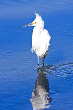 Adult snowy egret (Egretta thula) near San Jose del Cabo in the Gulf of California (Sea of Cortez), Baja California Sur, Mexico.