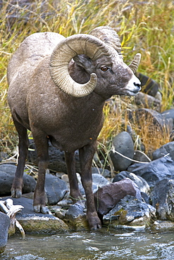 Adult Rocky Mountain bighorn sheep (Ovis canadensis canadensis) just outside the boundry of Yellowstone National Park near Gardiner, Montana