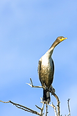 Juvenile double-crested cormorant (Phalacrocorax auritus) in Magdalena Bay between Isla Magdalena and the Baja Peninsula, Baja California Sur, Mexico. Note the light chest and neck in juveniles.