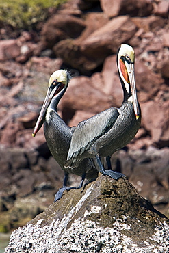 Adult brown pelican (Pelecanus occidentalis) in the lower Gulf of California (Sea of Cortez), Mexico. Note the yellowish head, red gular pouch, and white neck of the adult.